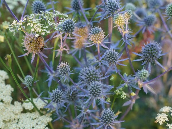 Eryngium planum