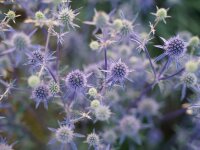 Eryngium planum