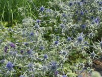 Eryngium planum