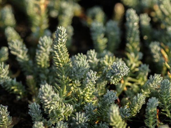 Sedum reflexum Blue Spruce