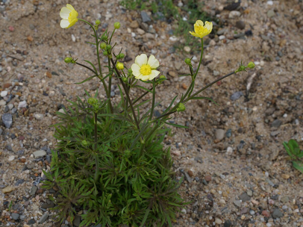 Ranunculus acris Citrinus