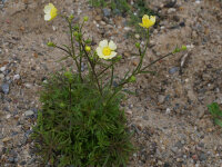 Ranunculus acris Citrinus