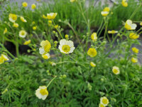 Ranunculus acris Citrinus