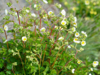 Potentilla rupestris