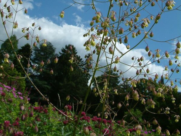 Thalictrum minus