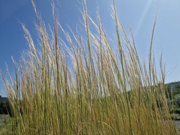 Stipa ucrainica