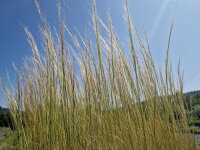 Stipa ucrainica