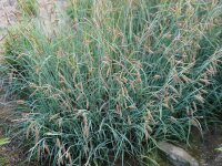 Carex flacca