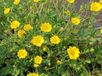 Potentilla crantzii