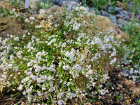 Asperula cynanchica