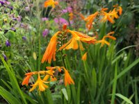 Crocosmia x crocosmiiflora George Davidson P1