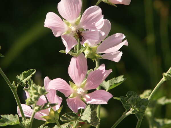Lavathera  thuringiaca