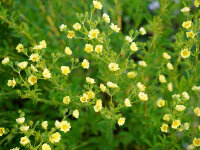 Potentilla recta var. sulphurea