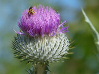 Onopordum acanthium