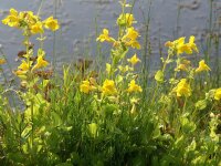 Mimulus luteus