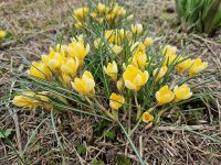 Crocus chrysanthus Romance (20 Stk.)