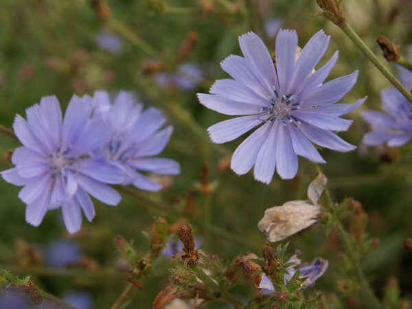 Cichorium intybus