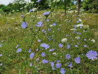 Cichorium intybus