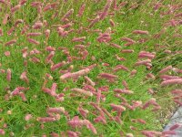 Sanguisorba officinalis Rock & Roll***