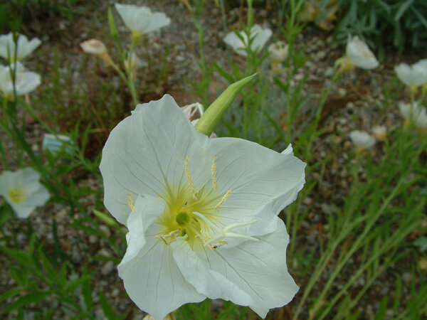 Oenothera speciosa Alba