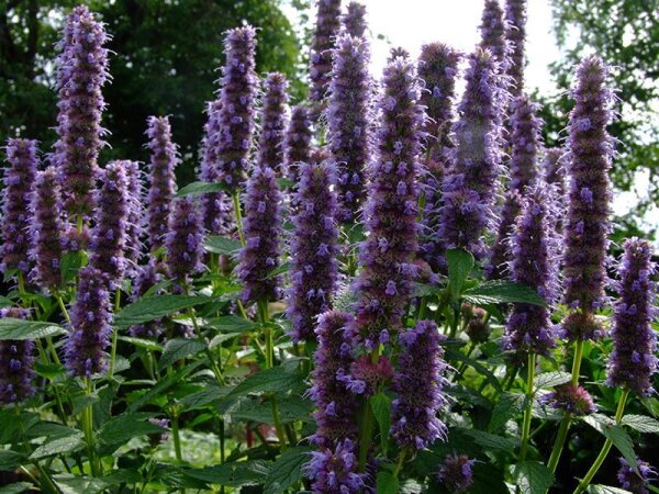 Agastache Hybr. Blue FortuneP1