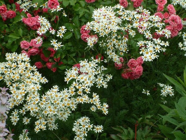Tanacetum (Chrysanthemum) corymbosum