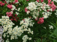 Tanacetum (Chrysanthemum) corymbosum