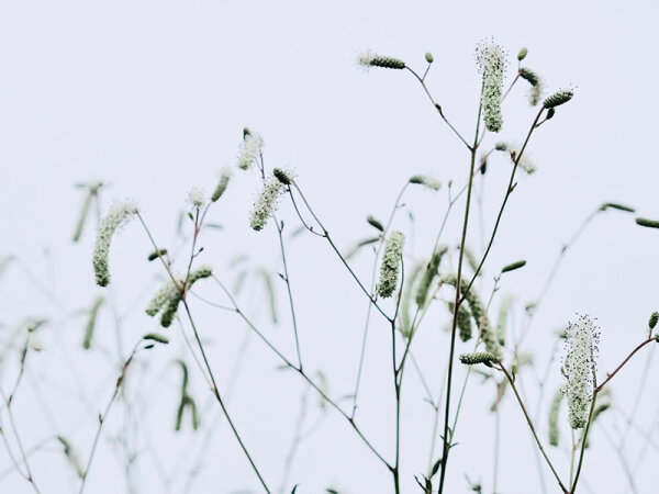 Sanguisorba Hybride Burr Blanc***