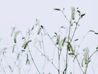 Sanguisorba Hybride Burr Blanc***