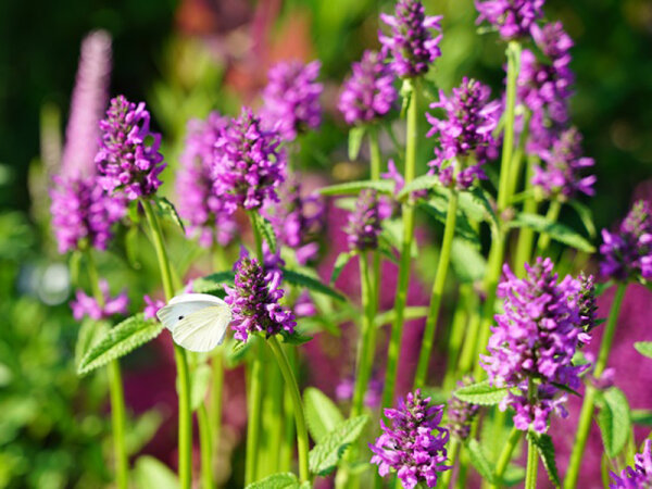 Betonica (Stachys) officinalis Summer Romance®