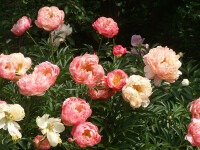 Paeonia lactiflora Coral Charme (Solitär) KEIN VERSAND