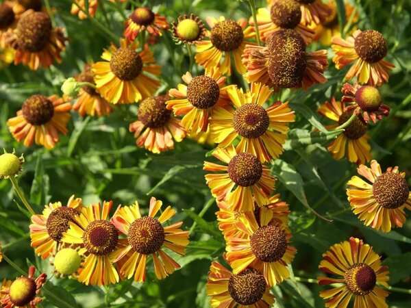 Helenium Hybr. Lukas***