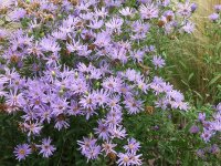 Aster (Eurybia) spectabilis