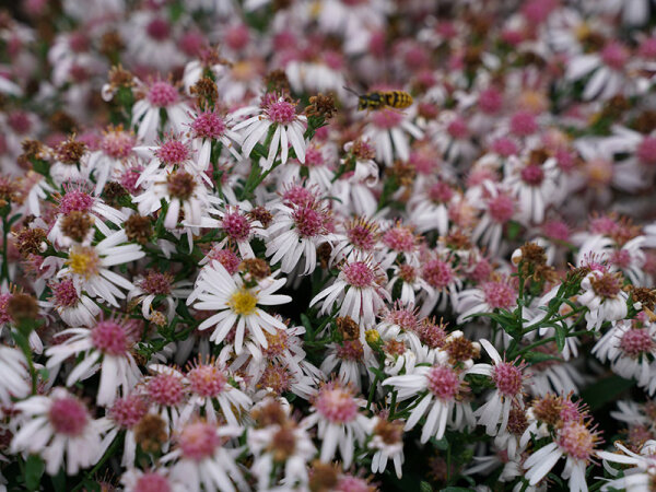 Aster (Symphyotrichum) lateriflorus var. horizontalis Chloe