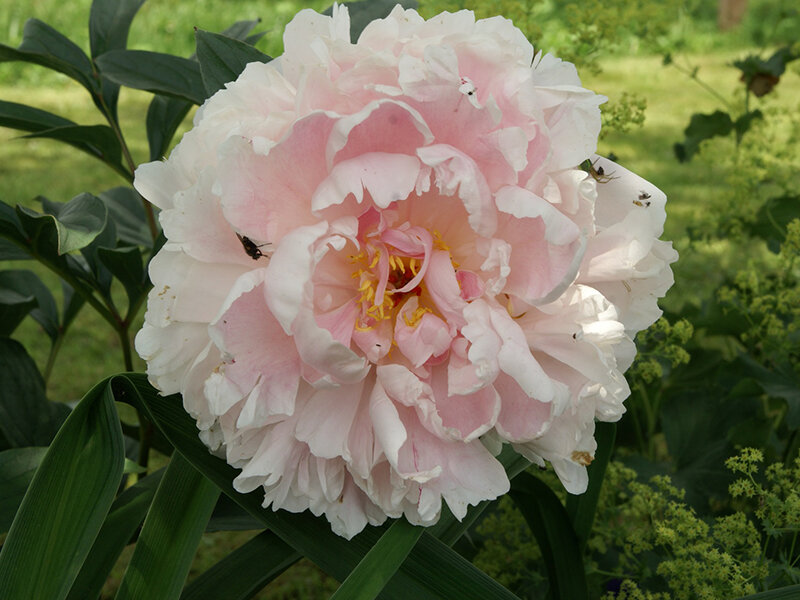Paeonia lactiflora Sarah Bernhardt (Solitär C3)