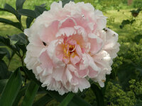 Paeonia lactiflora Sarah Bernhardt (Solitär) KEIN...