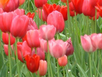 Tulipa Menton (5 Stk.)
