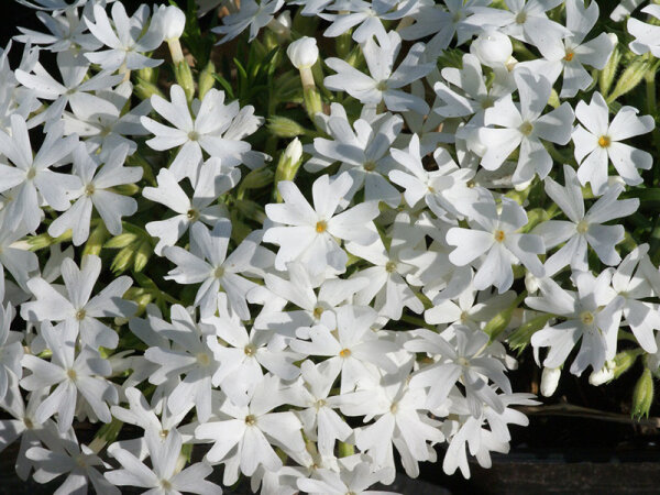 Phlox subulata Maischnee