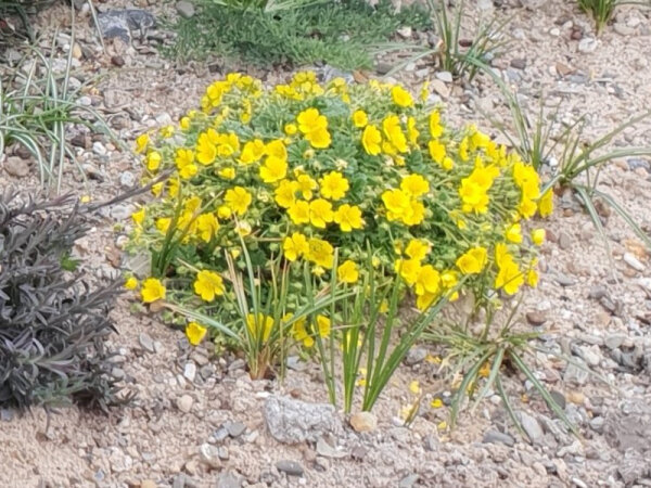 Potentilla neumanniana (verna)