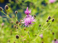 Centaurea rhaetica