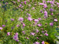 Centaurea rhaetica