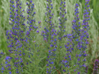 Echium vulgare