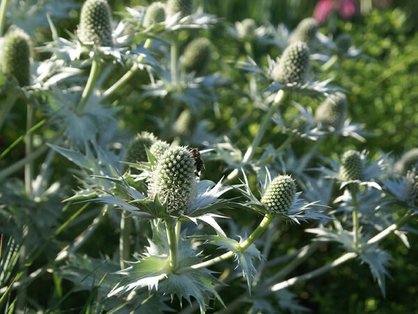 Eryngium giganteum