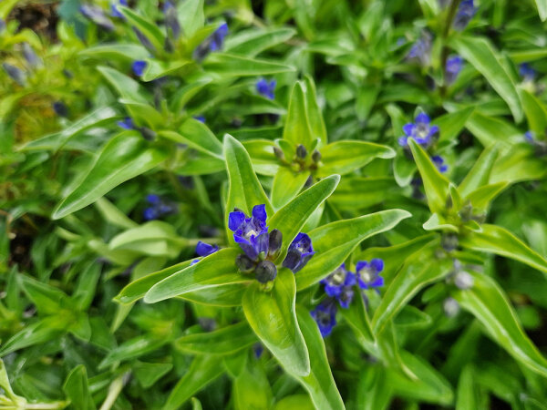 Gentiana cruciata
