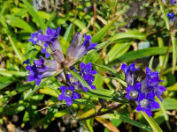 Gentiana cruciata