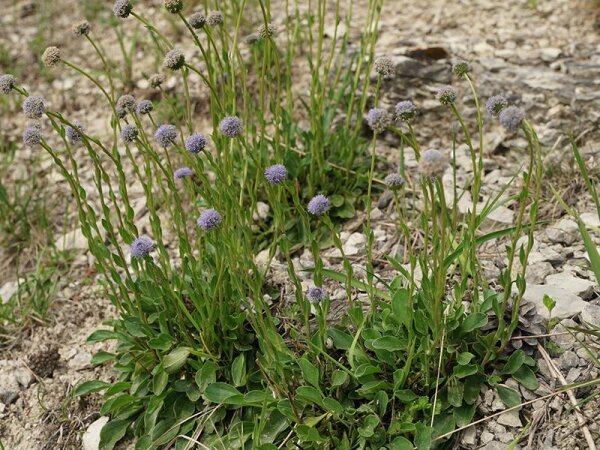 Globularia punctata