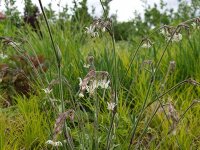 Silene nutans