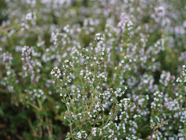 Thymus vulgaris `French Summer`
