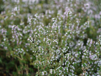 Thymus vulgaris `French Summer`