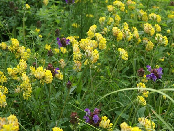 Anthyllis vulneraria
